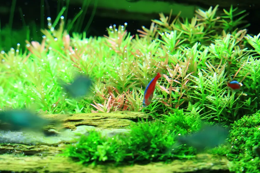 Final - The New Life of Old Stones